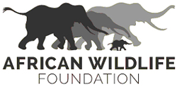 African Wildlife Foundation